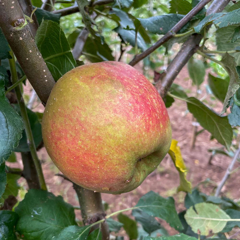 Apfel 'Roter Boskoop'