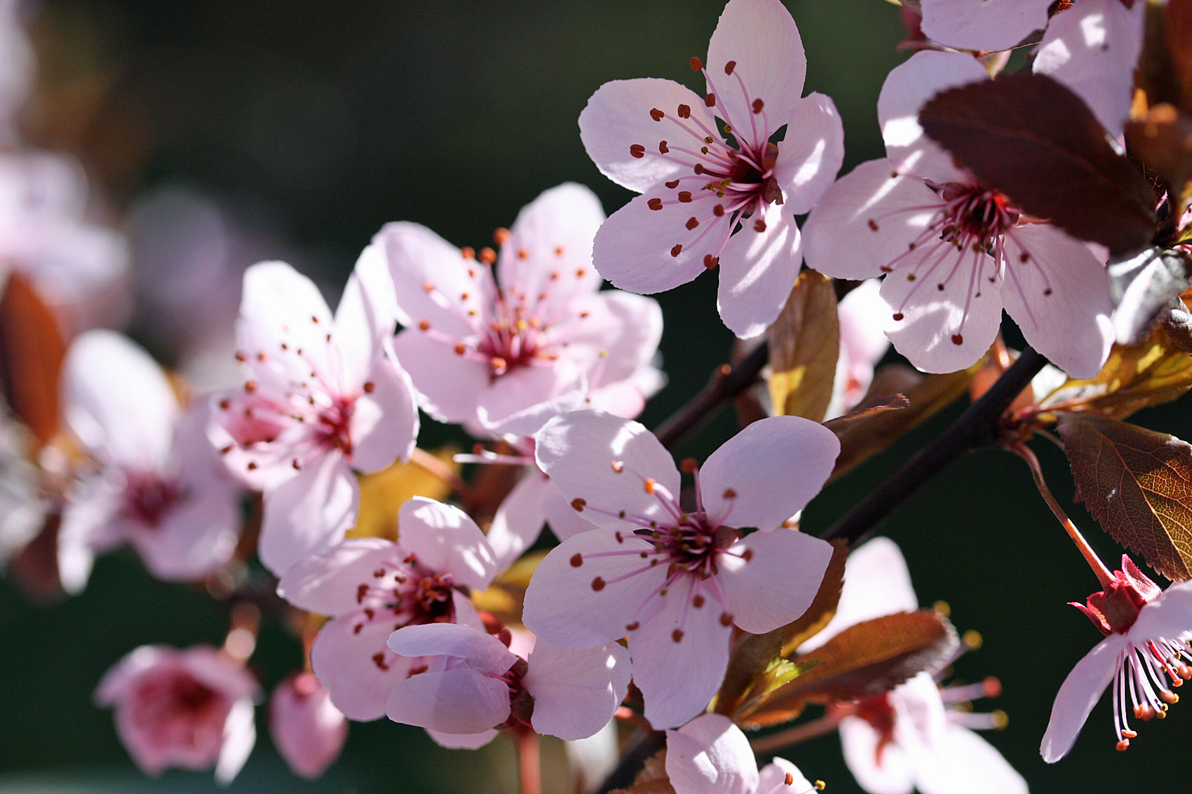 Gartenarbeiten im April