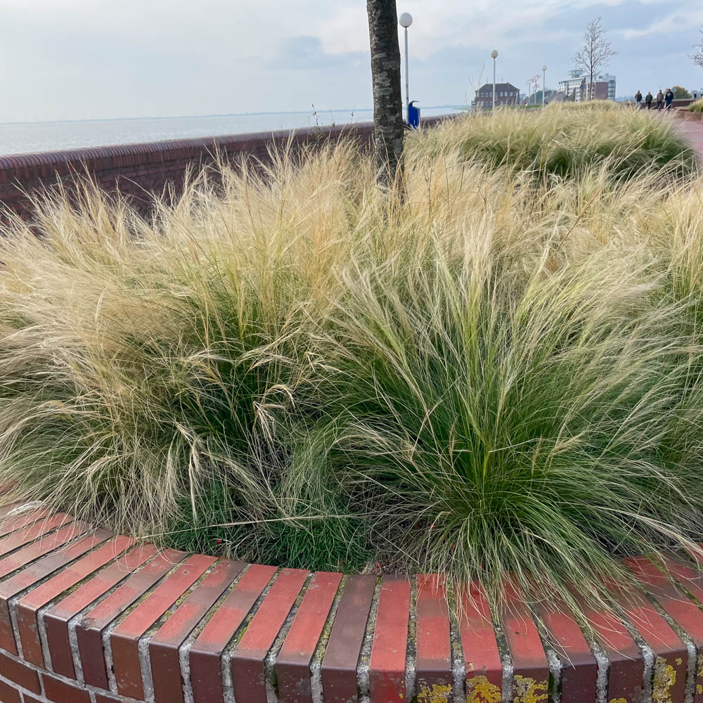Engelshaargras 'Ponytails'