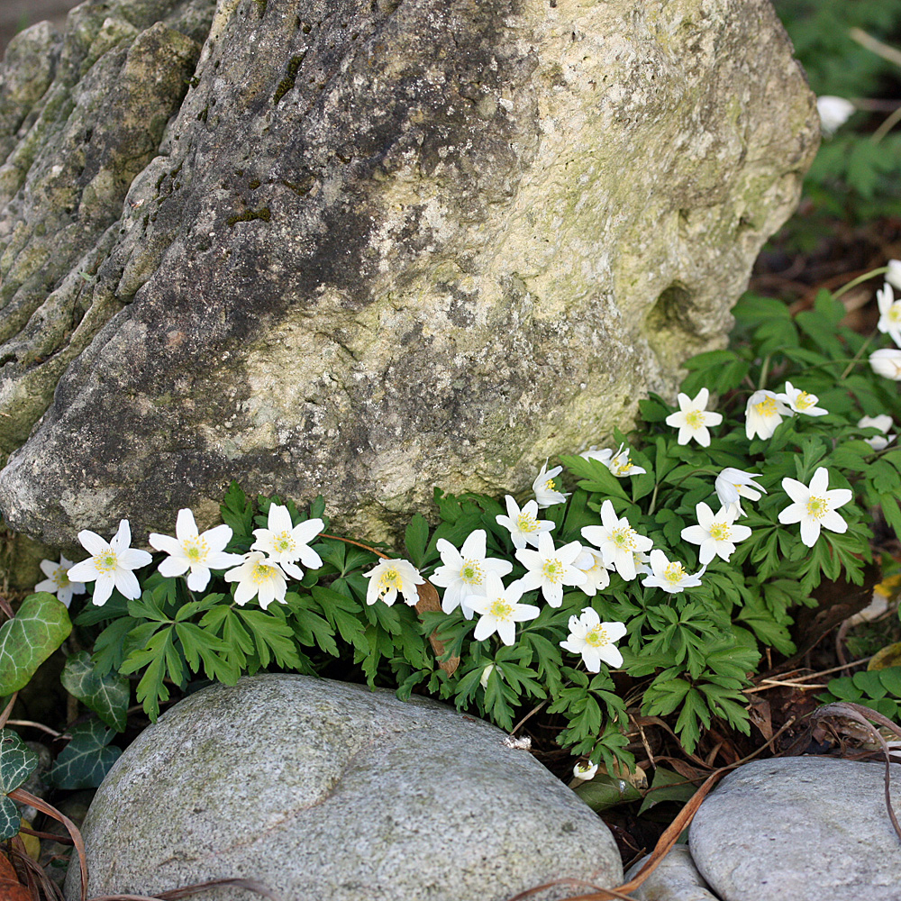 Busch Windröschen, Anemone, Frühling, 