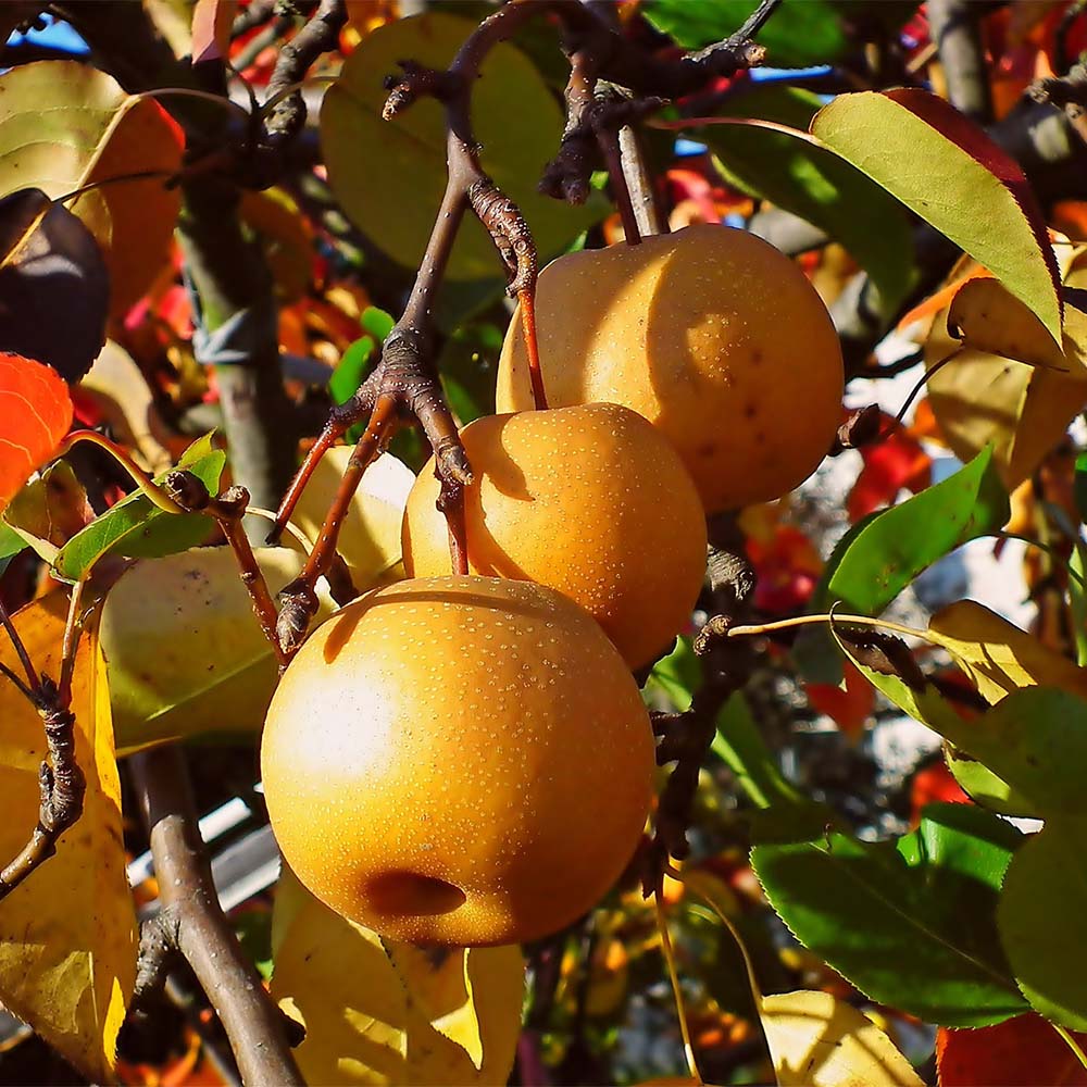 Nashi-Birne 'Nijisseiki'