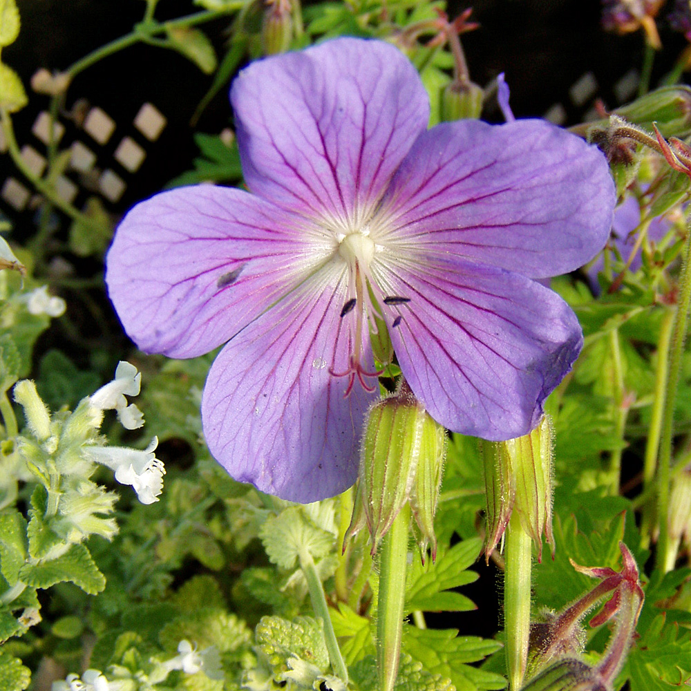 Storchschnabel Johnsons Blue, Geranium, Bodendecker