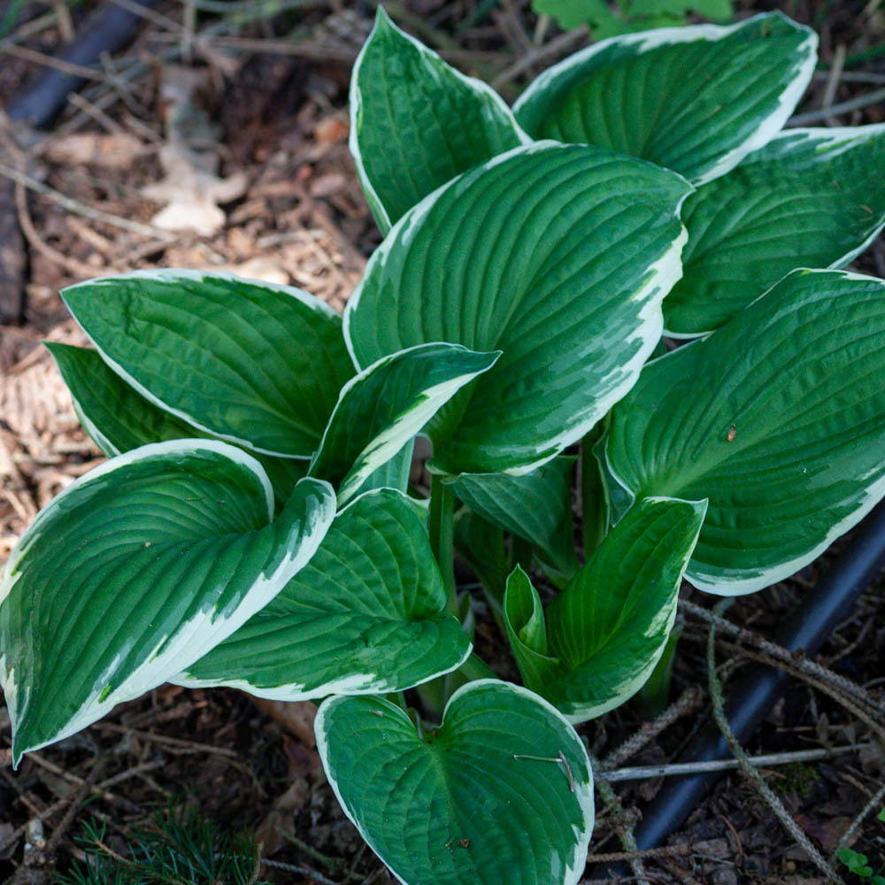 Weißrandfunkie, Funkie, Hosta Francee, Blattschmuckstaude