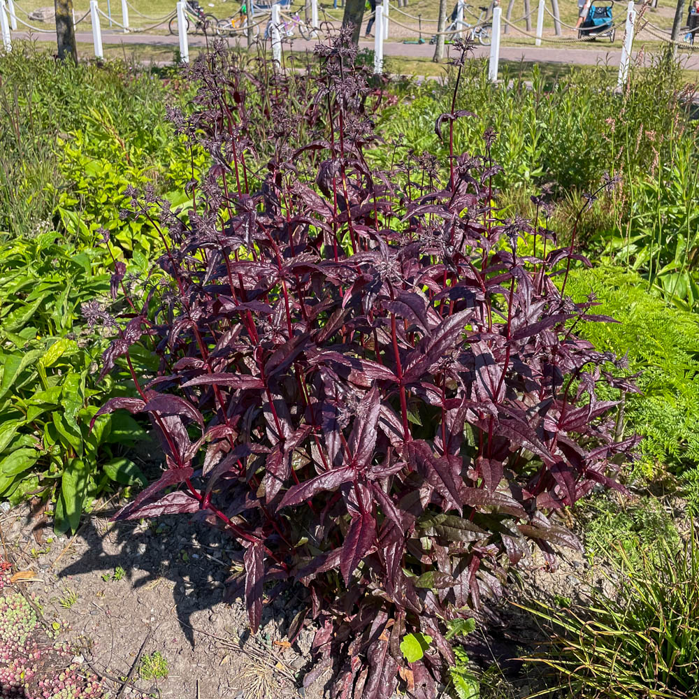 Bartfaden Huskers Red, Penstemon, Blattschmuck, Blütenstaude