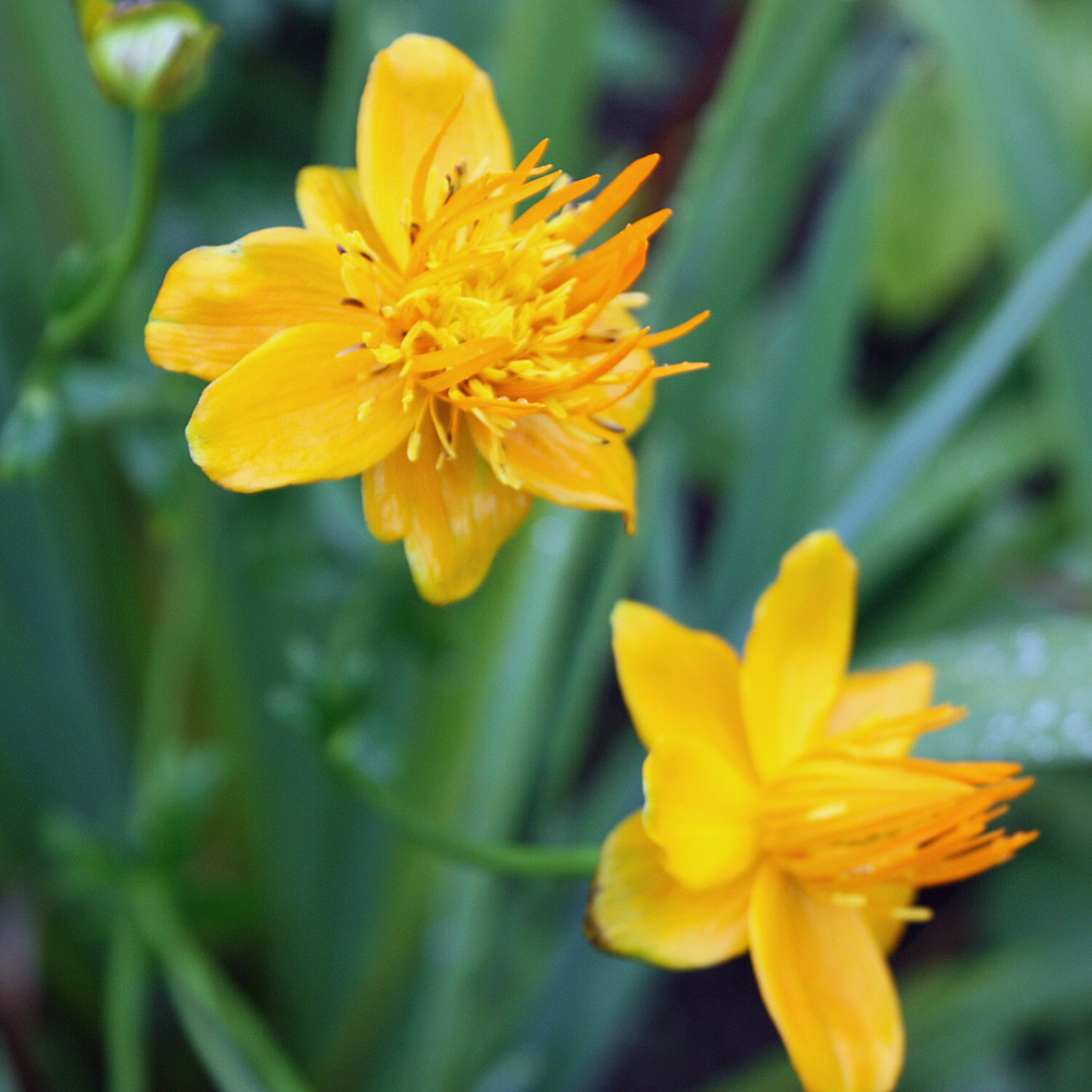 Tollblume Golden Queen, Wasserpflanzen, Uferrand