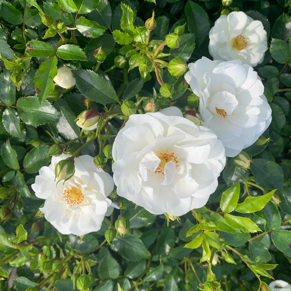 Bodendeckerrose 'Innocencia'