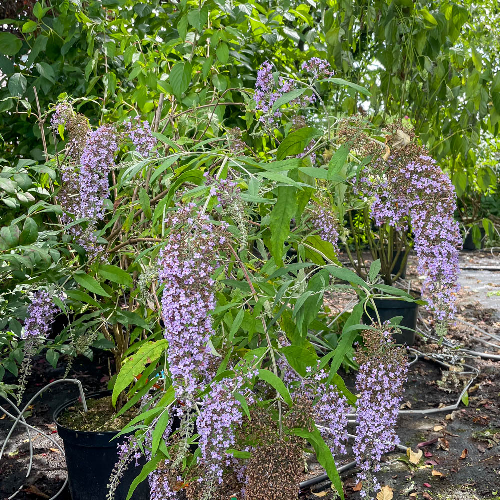 Sommerflieder 'Wisteria Lane'