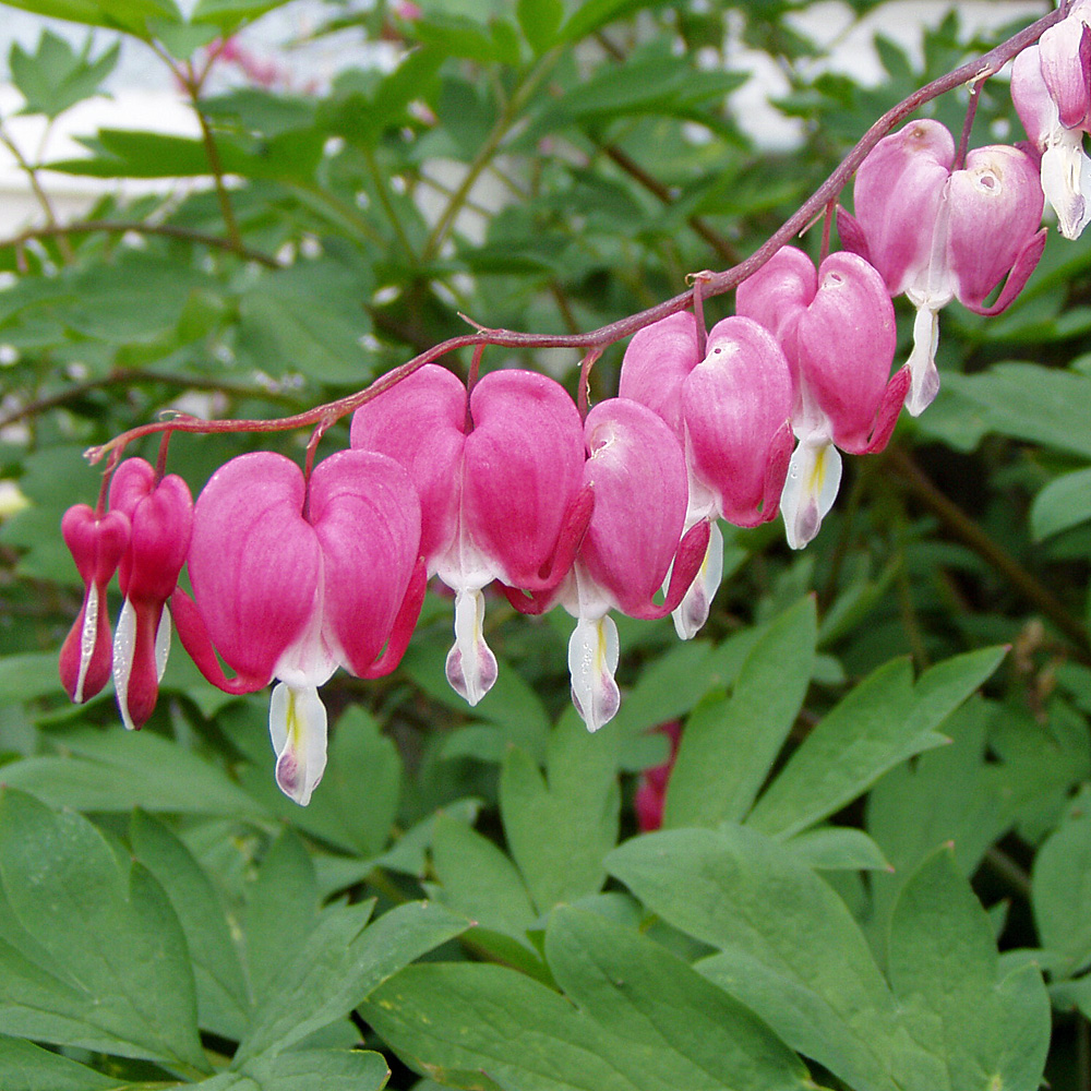 Tränendes Herz, Herzblume, Blütenstaude