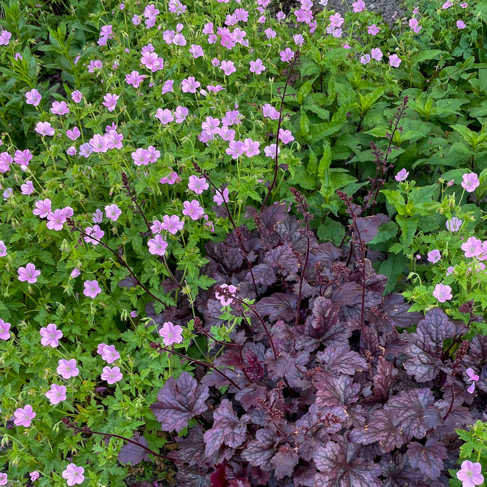 Pyrenäen Storchschnabel 'Rosenlicht'