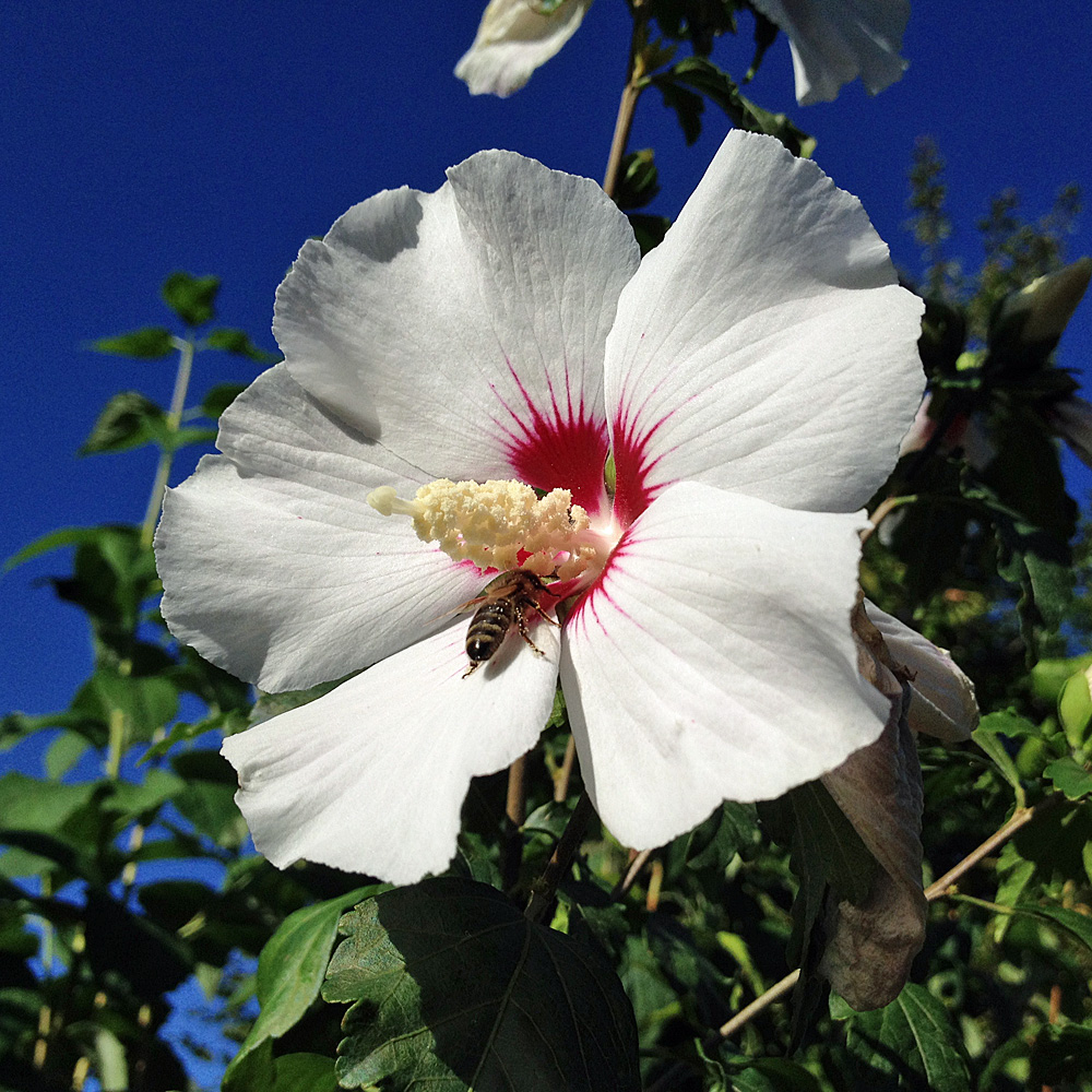 Hibiskus 'Red Heart' als Hochstamm