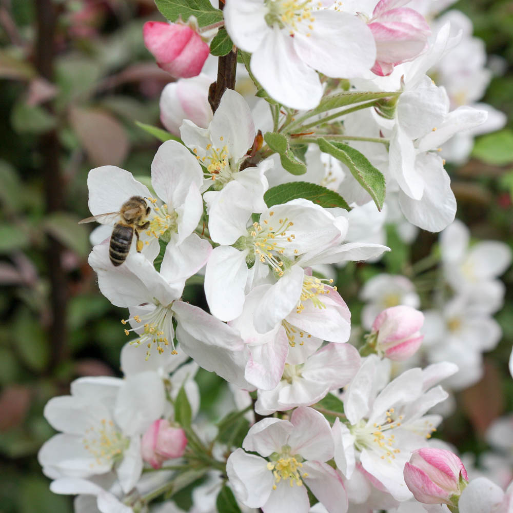 Zierapfel 'Evereste' ®