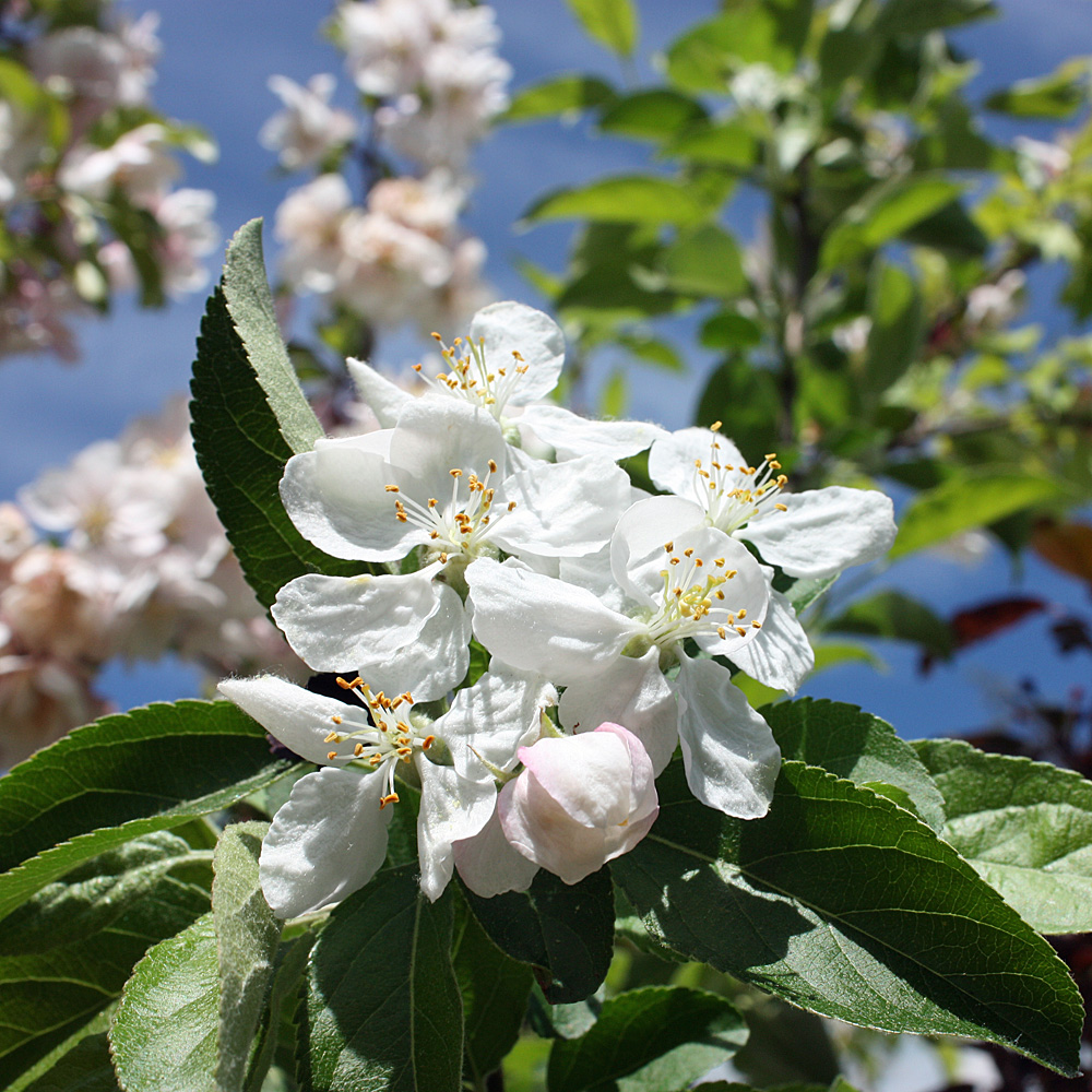 Zierapfel 'Golden Hornet'