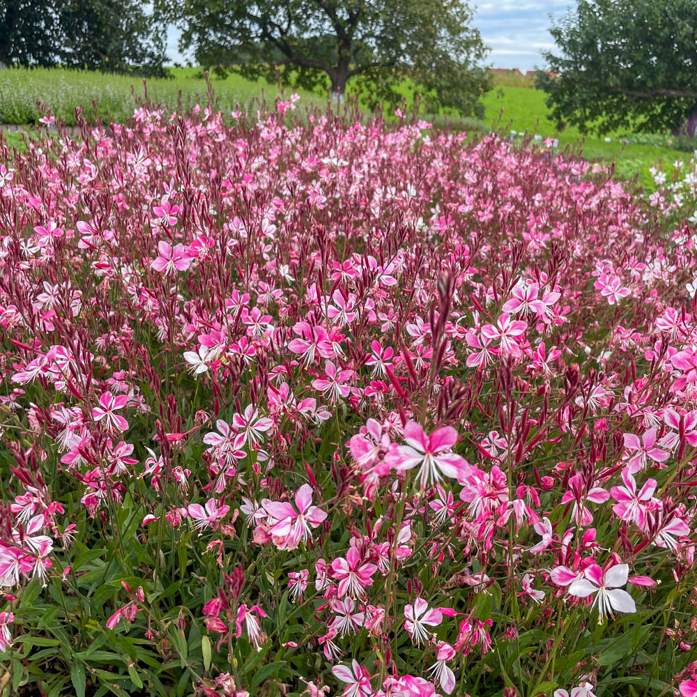 Prachtkerze Pink, Gaura, Beetstaude, Blütenpflanze