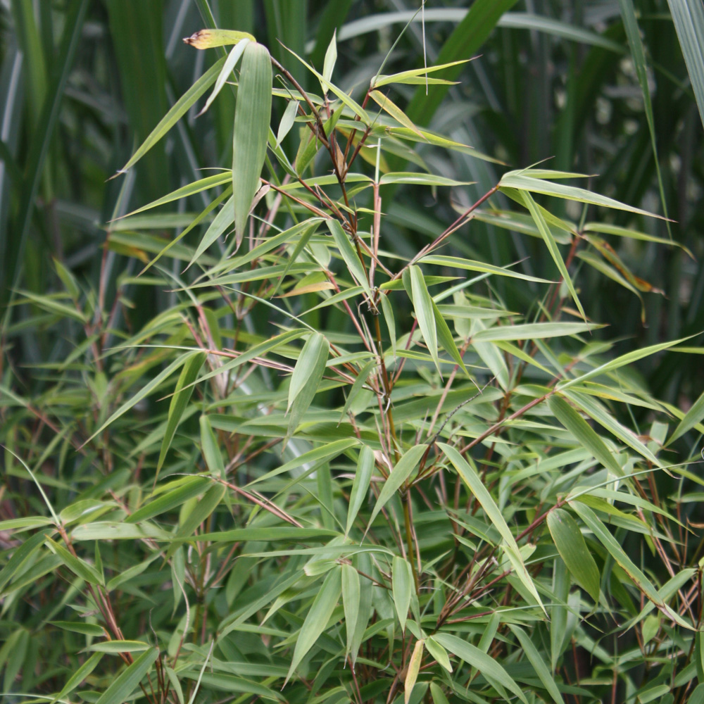 Gartenbambus als Kübelpflanze