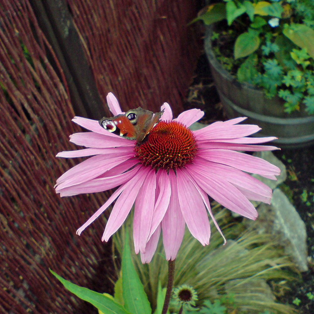 Sonnenhut Magnus, Echinacea, Heilpflanze