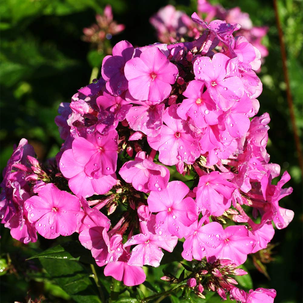 Phlox 'Tenor'