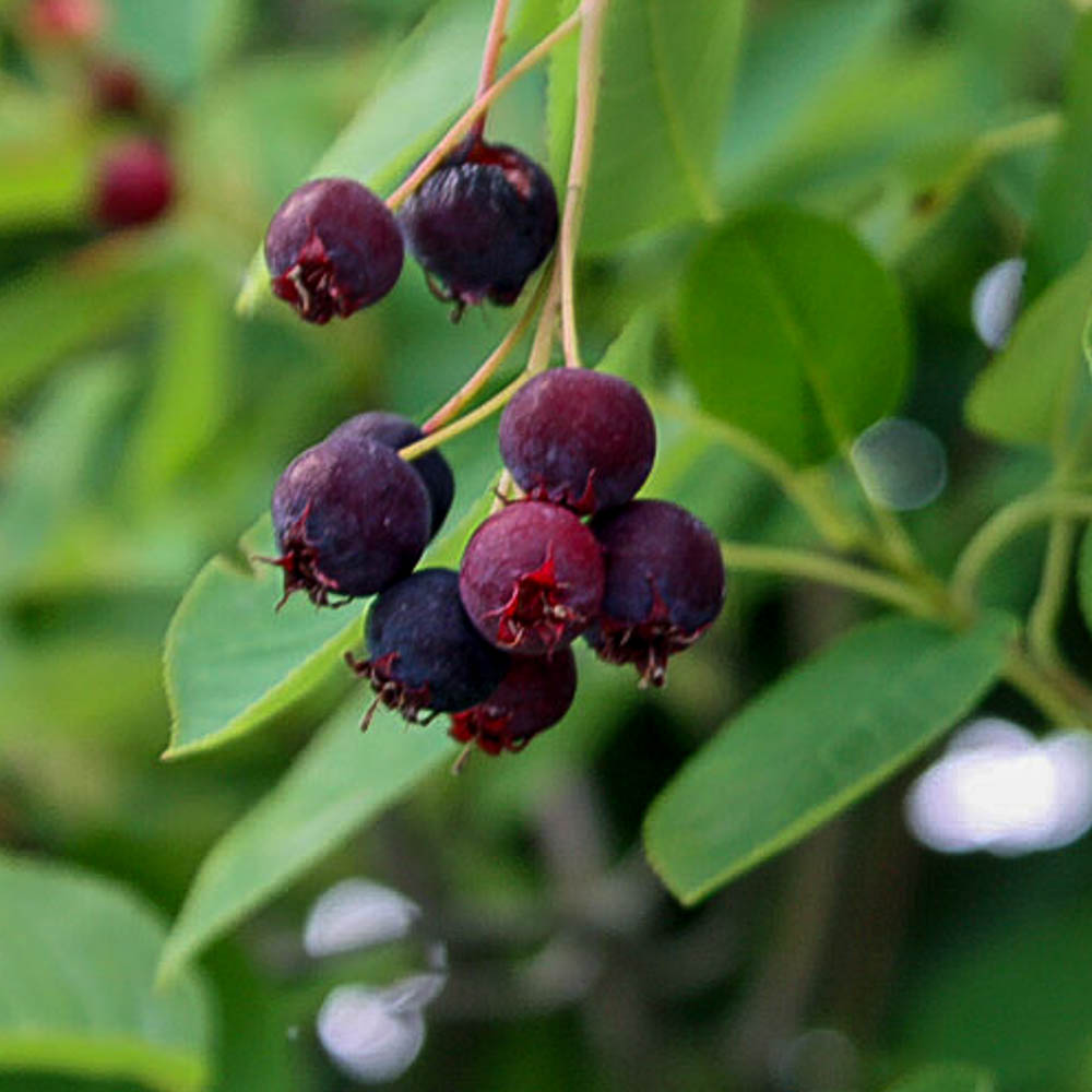 Erlenblättrige Felsenbirne 'Greatberry Garden'