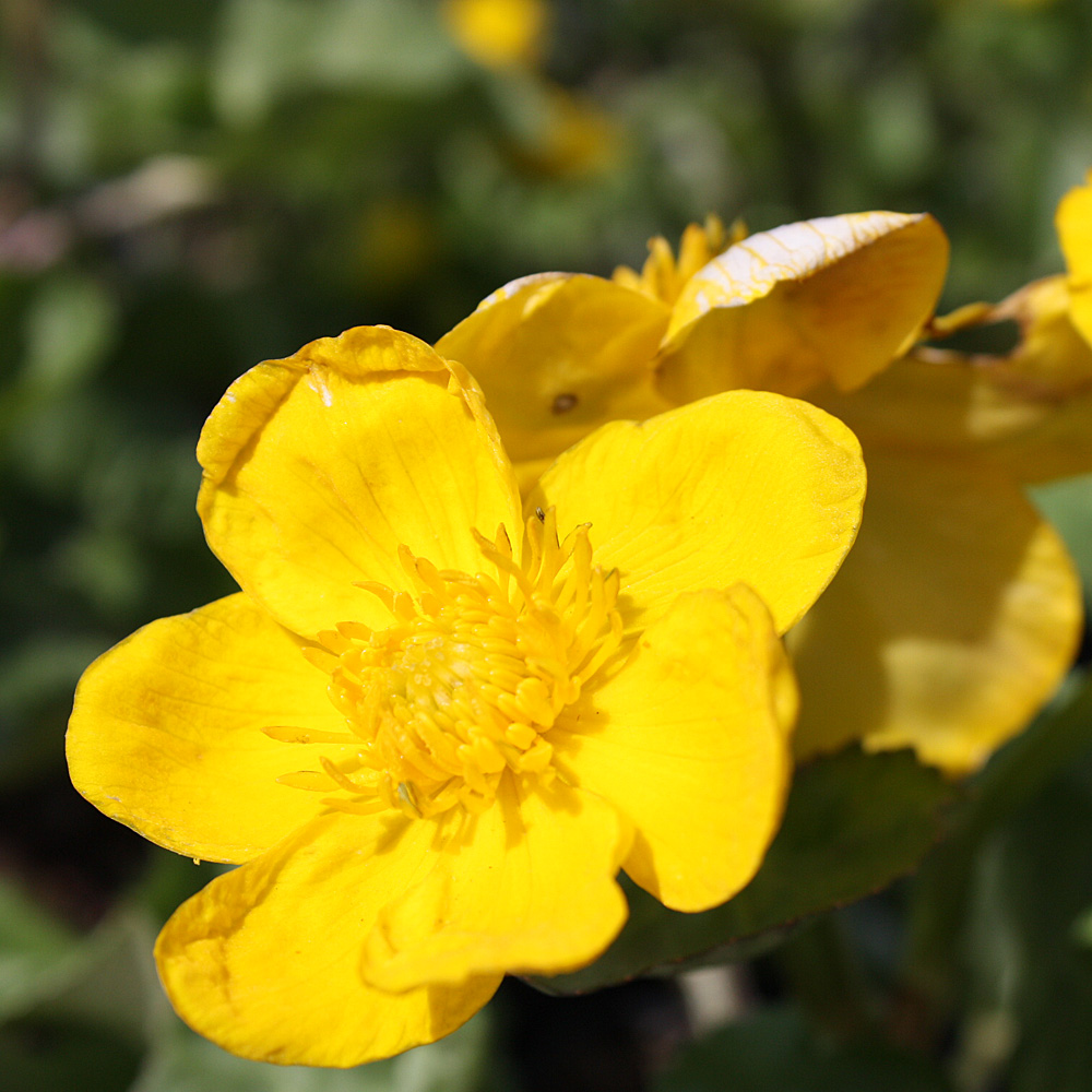 Sumpfdotterblume, Caltha palustris, Wasserrandpflanze, Ufer