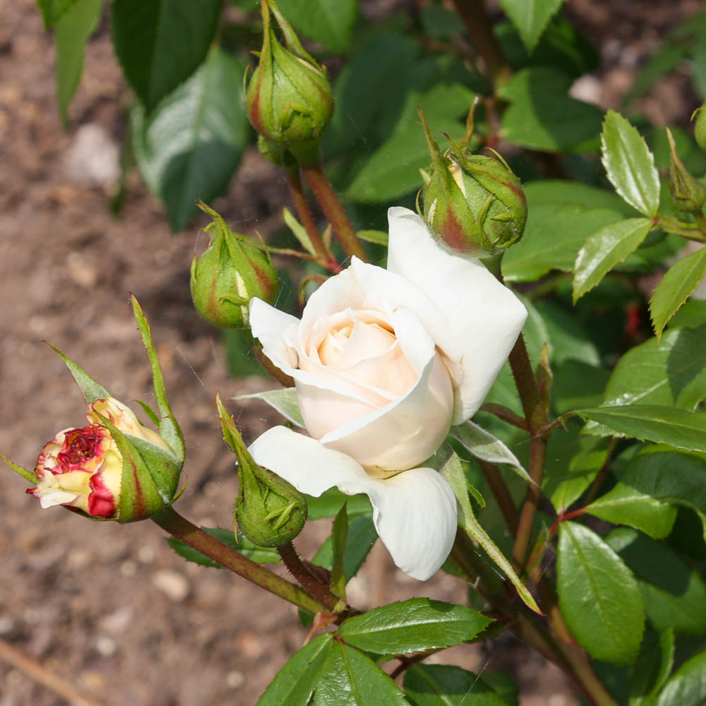 Beetrose 'Lions Rose'®