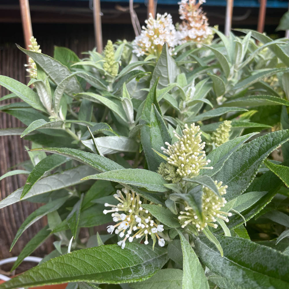 Zwerg Sommerflieder Butterfly Candy 'Little White'