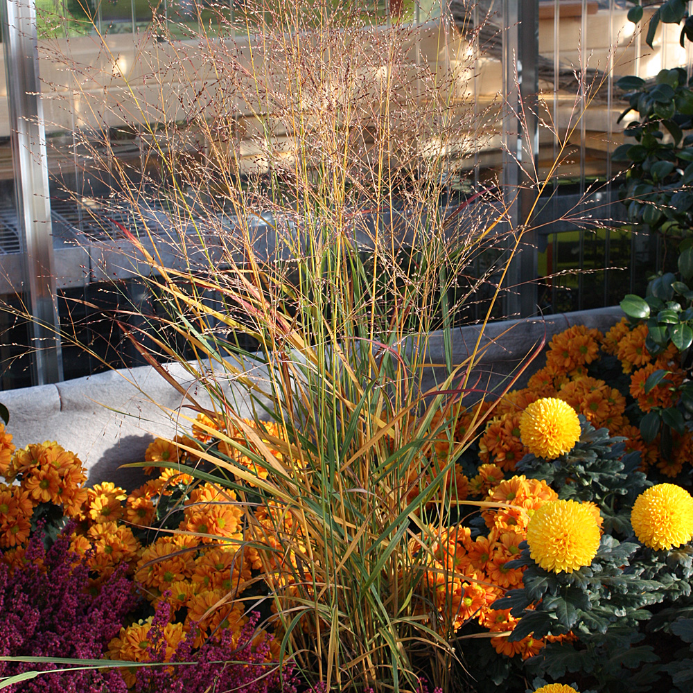 Rutenhirse Rehbraun, Ziergras mit toller Herbstfärbung