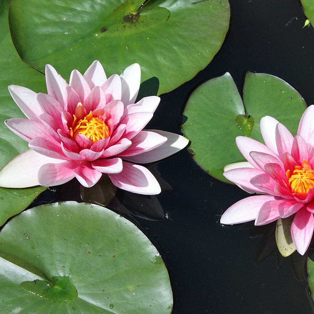 Seerose Froebeli, Teichpflanze, Wasserpflanze