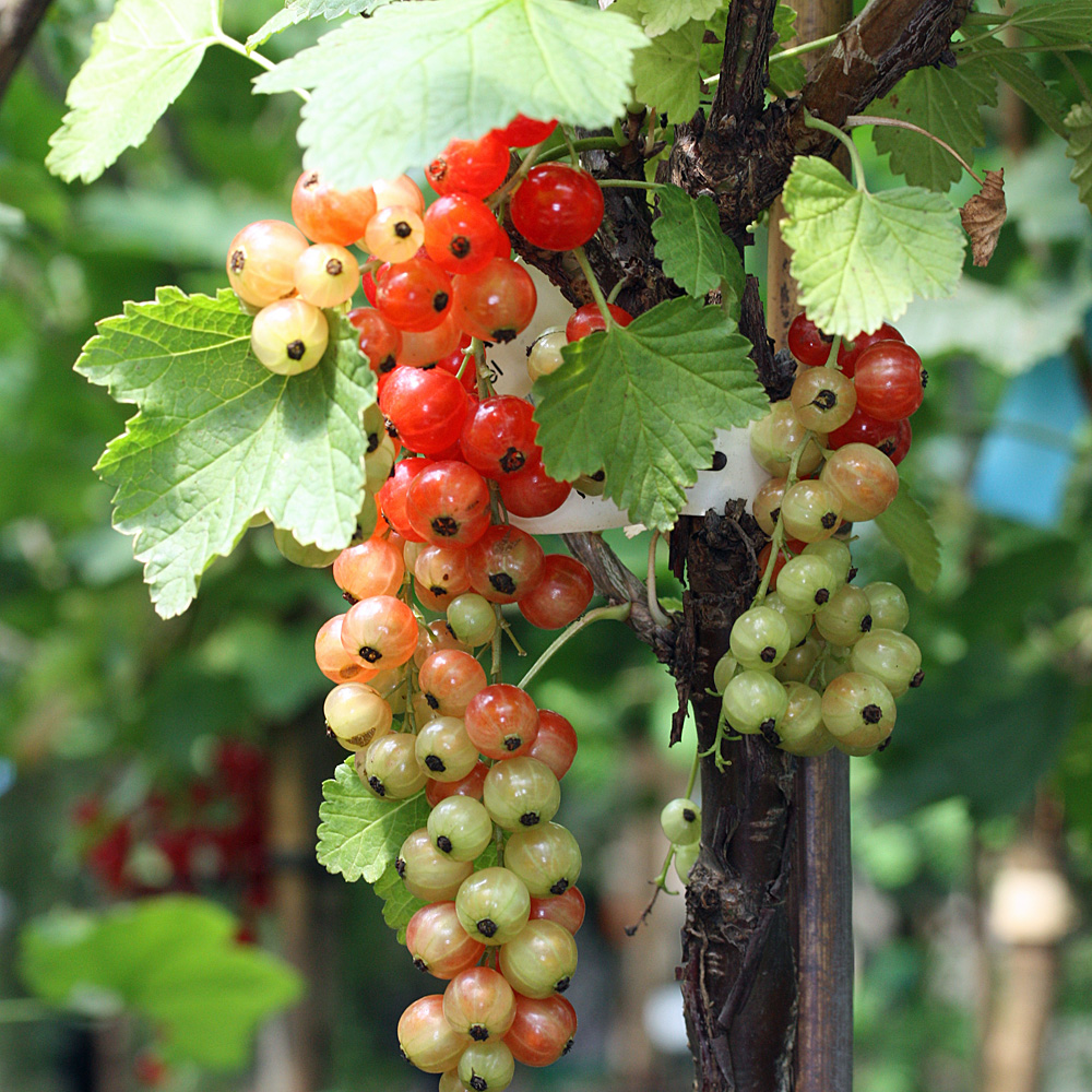 Rote Johannisbeere 'Rolan'
