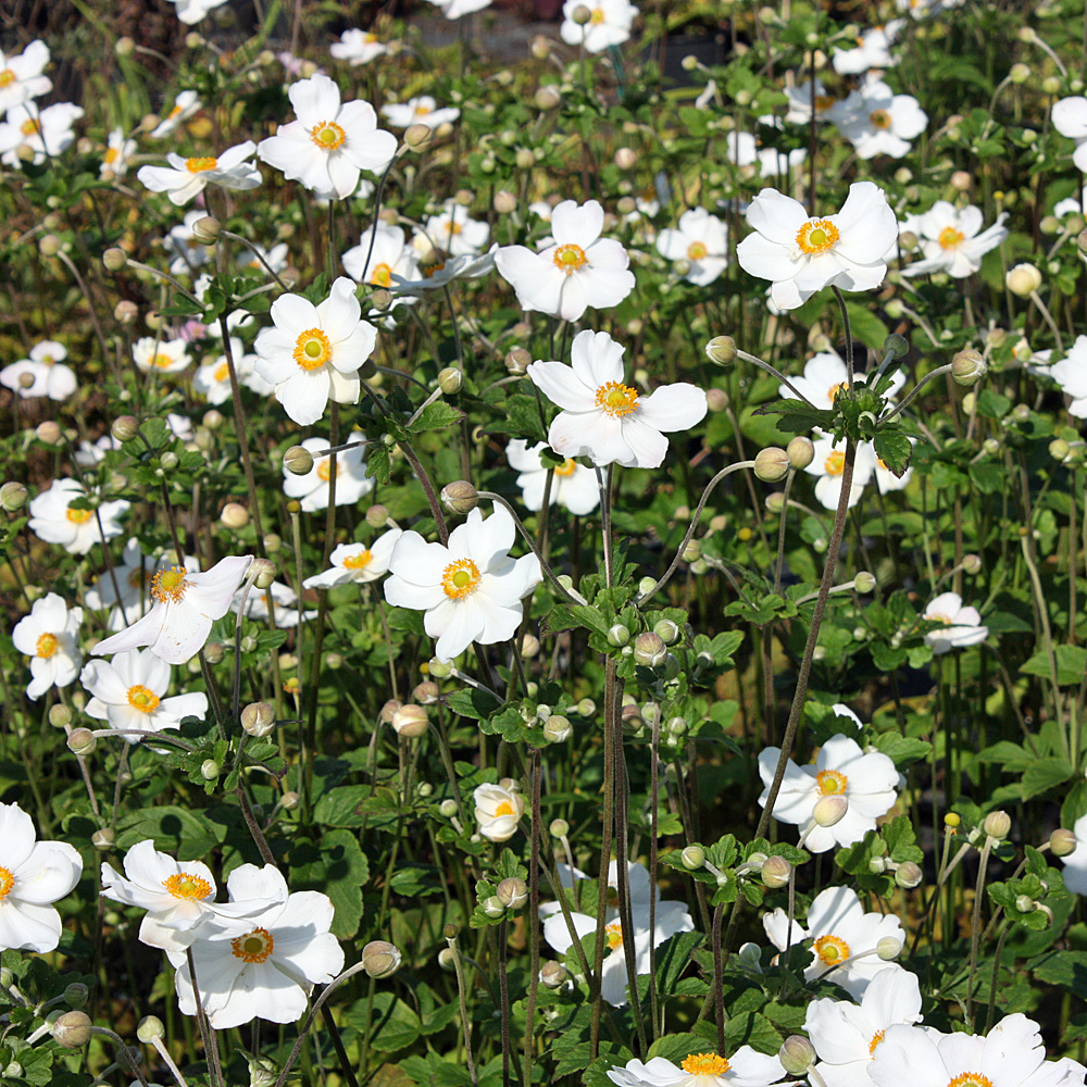 Herbstanemone Honorine Jobert, Anemone, Herbstblüher
