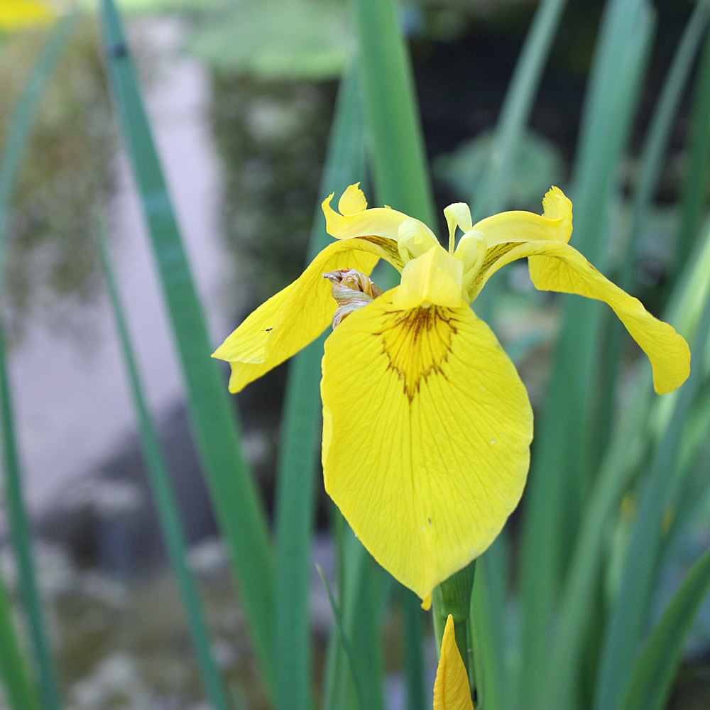 Wasseriris, Iris, Wasserpflanze