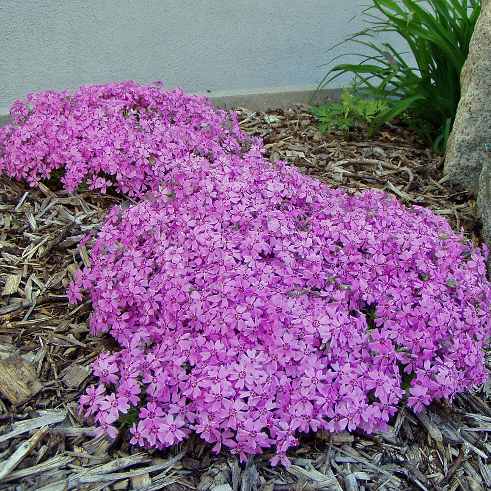 Phlox, Frühling, Bodendecker
