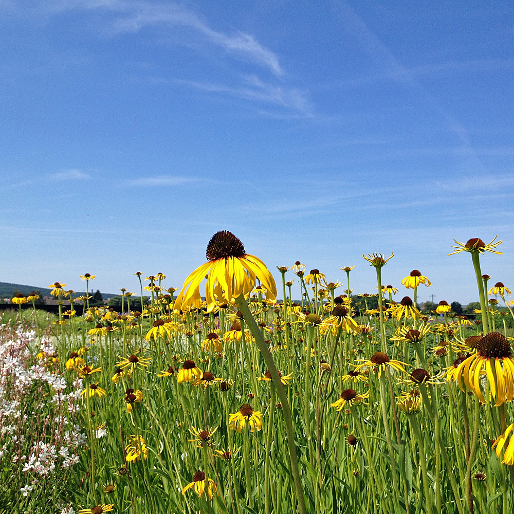 Echinacea, Sonnenhut, Prachstaude