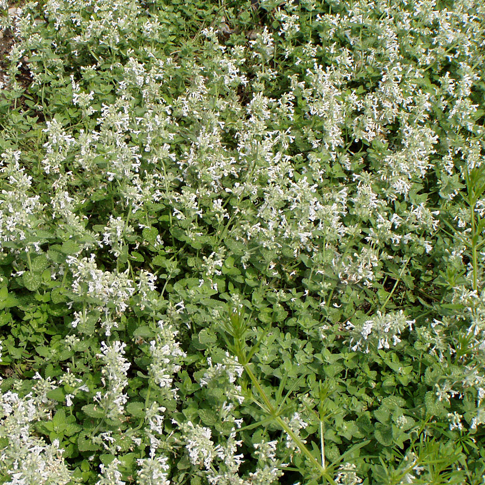 Katzenminze, Nepeta, Blütenstaude, Duftpflanze