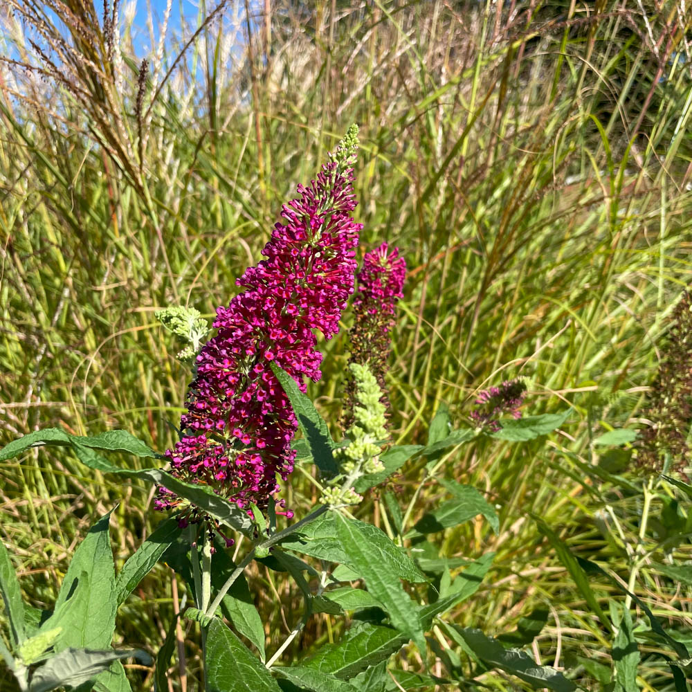Zwerg Sommerflieder Buzz® 'Wine'