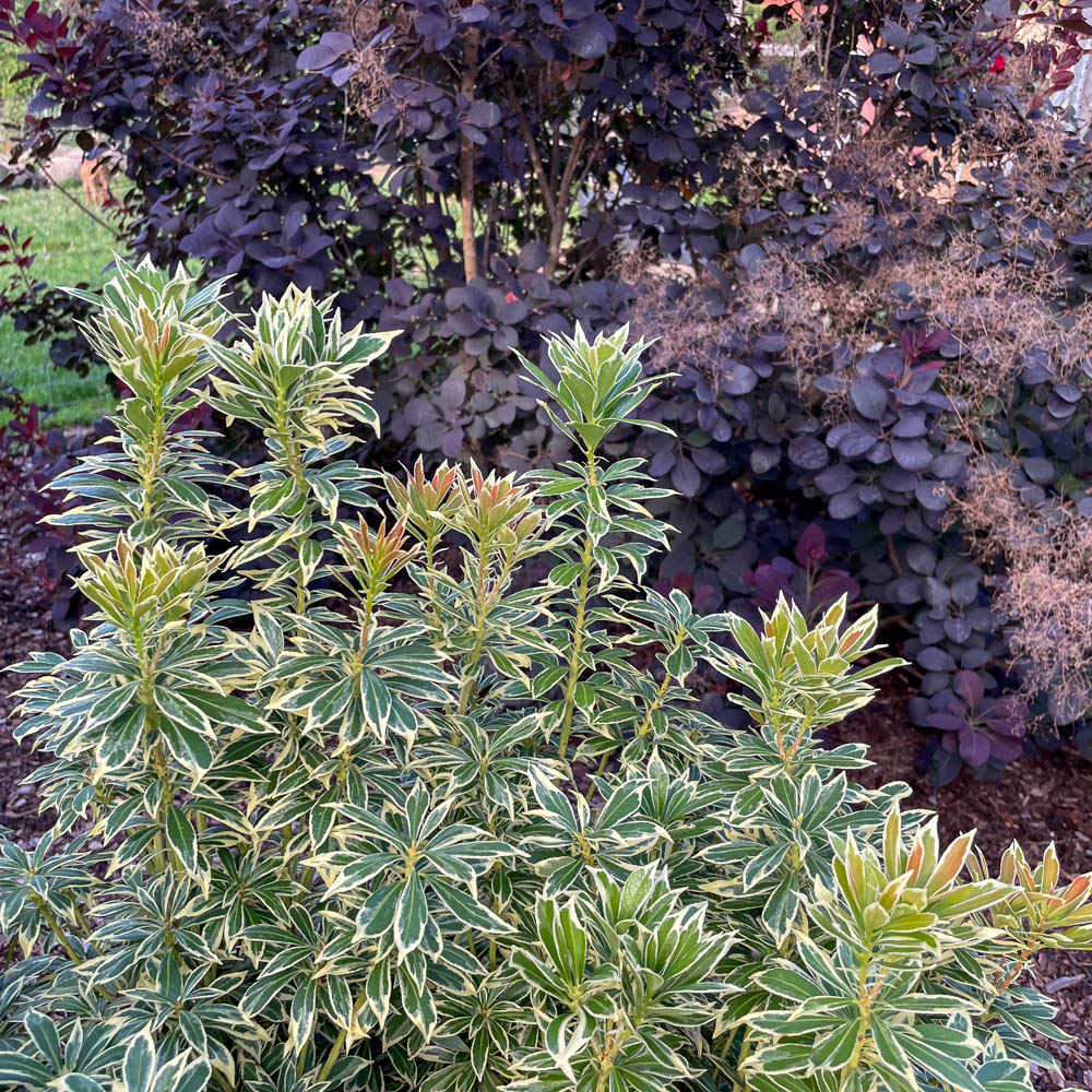 Schattenglöckchen, Pieris, Little Heath, Blattschmuck