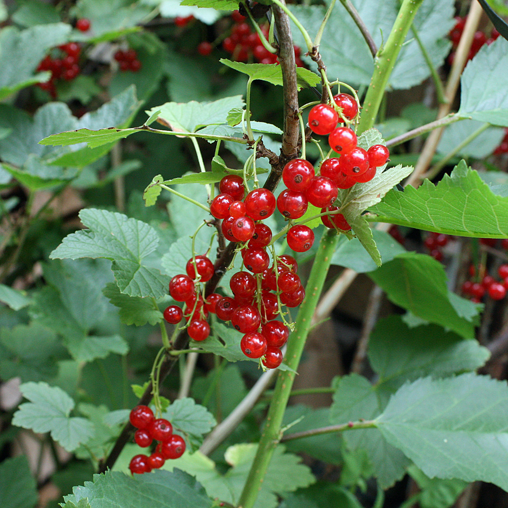 Rote Johannisbeere 'Rovada'
