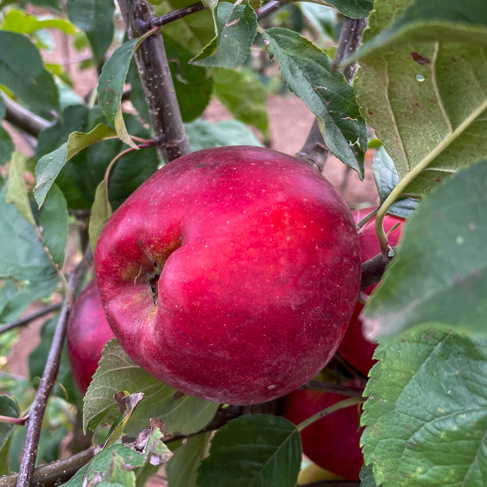 Apfel 'Gerlinde' ®