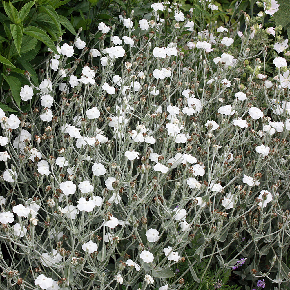 Vexiernelke Alba, Lichtnelke, Lycnis, 