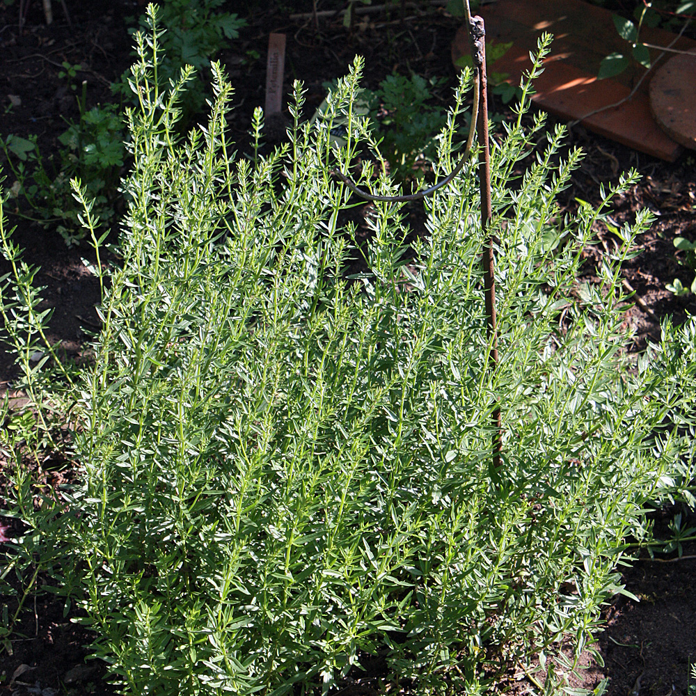 Estragon, Französchier Estragon, Artemisia, Gewürz