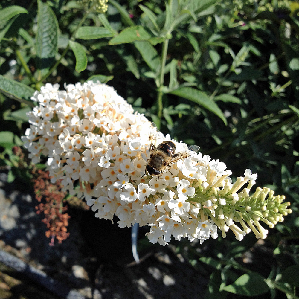 Sommerflieder, Buddleja, Bienenweide, Schmetterlingsmagnet