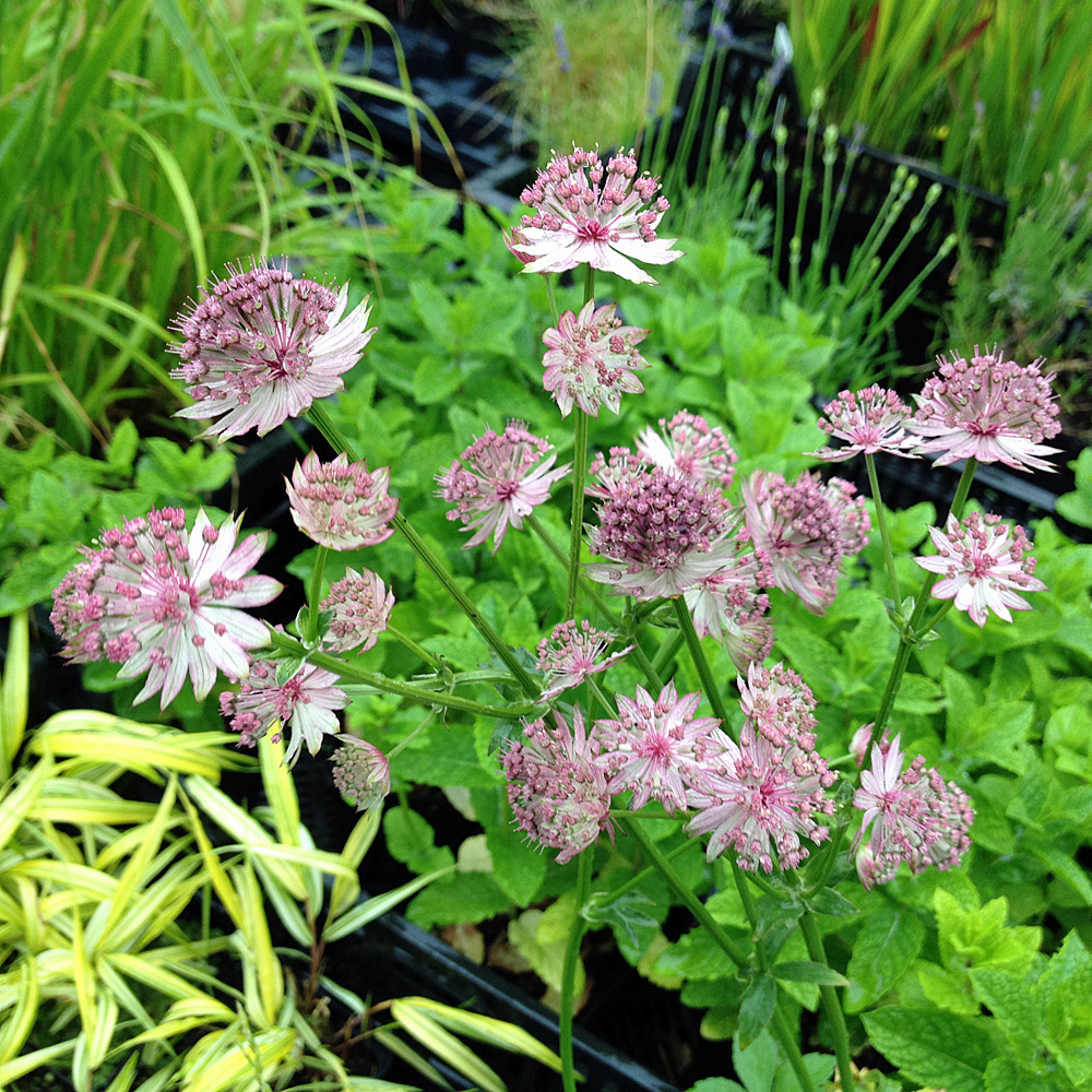 Sterndolde Roma, Astrantia, Schattenpflanze