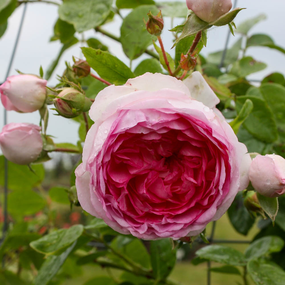 Kletterrose 'Jasmina' ®
