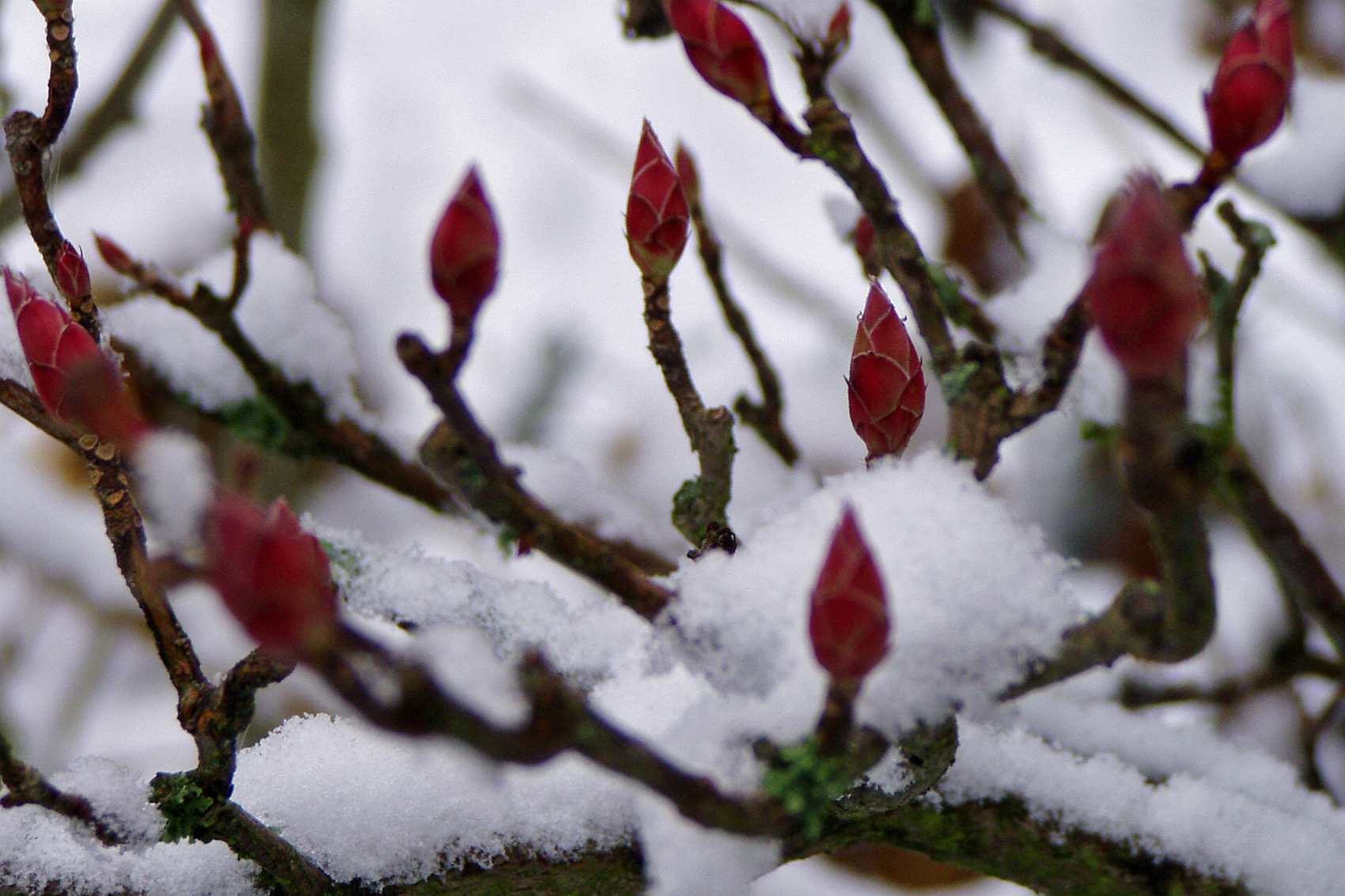 Gartenarbeiten im Januar