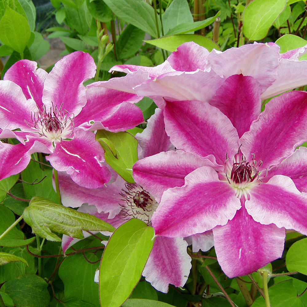 Clematis Dr Rupple, Waldrebe, Kletterpflanze, Blütenpflanze
