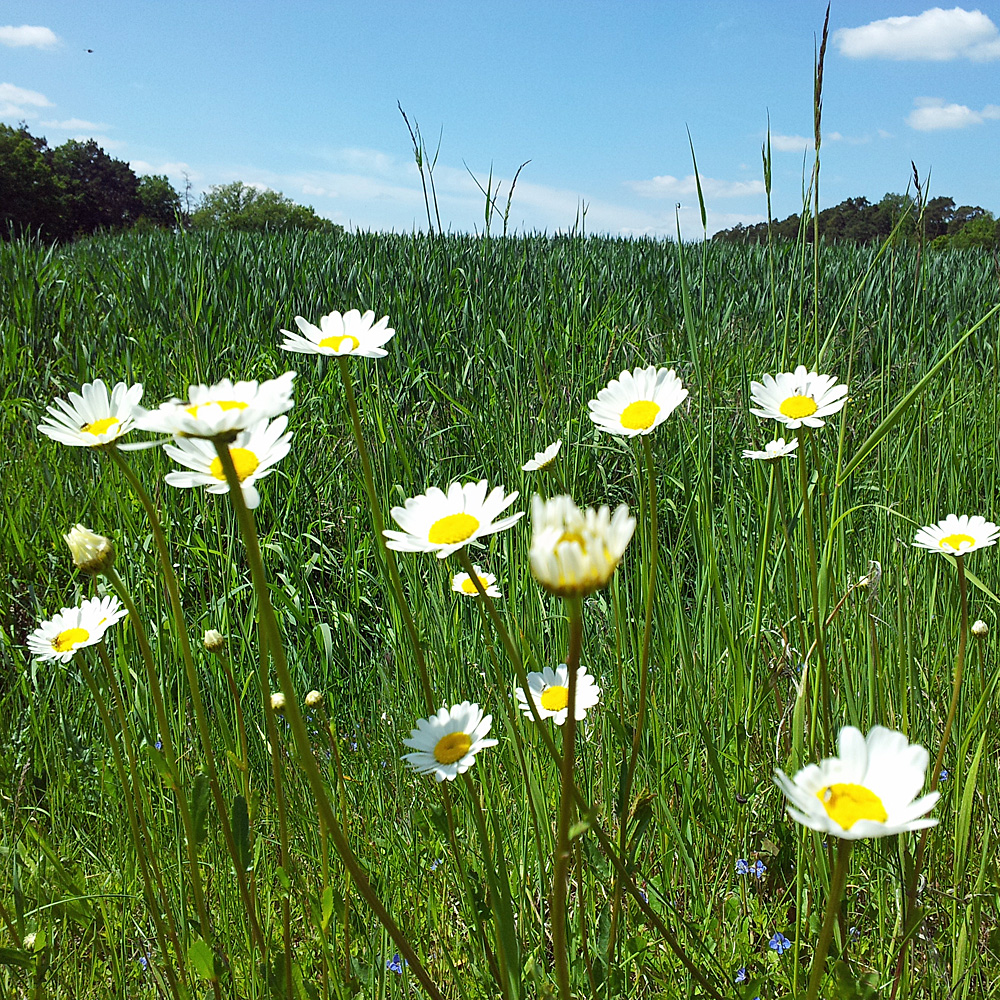 Wiesenmargerite Maikönigin, Margerite, Leucanthemum, Blütenpflanze