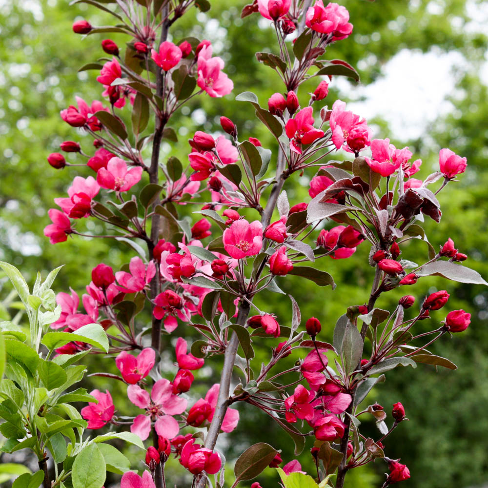 Zierapfel 'Profusion'