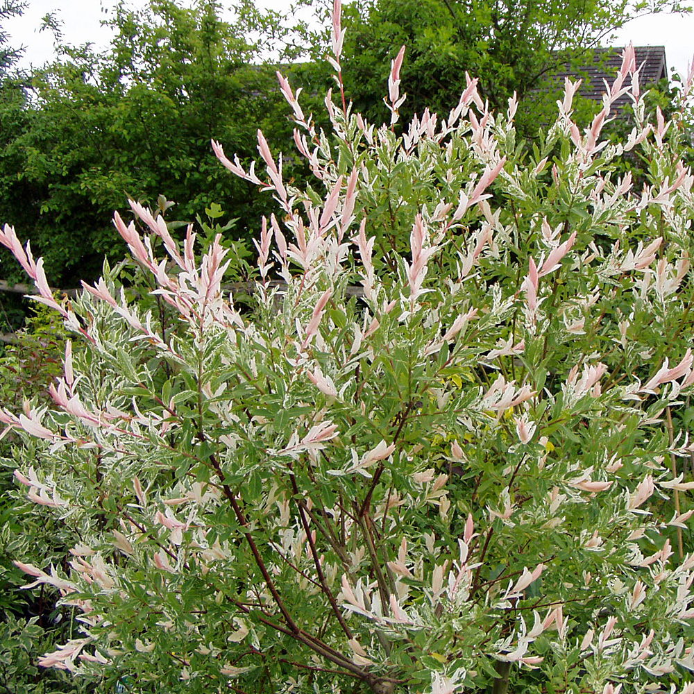Zierweide Harkuro Nishiki, Harlekinweide, Zierstämmchen