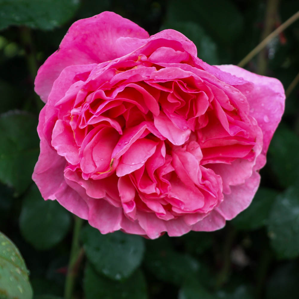 Edelrose 'Elbflorenz' ®