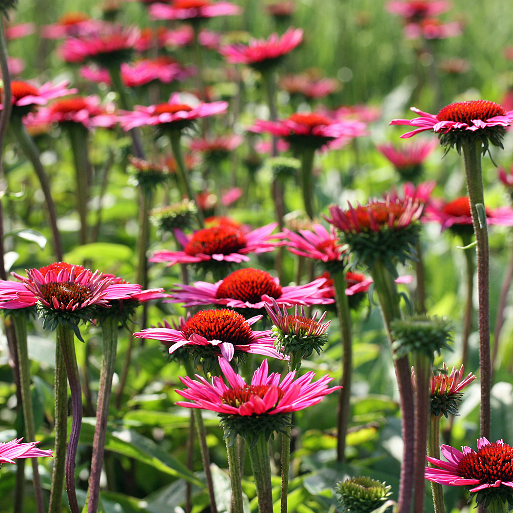 Sonnenhut Fatal Attraction, Echinacea, Scheinsonnenhut