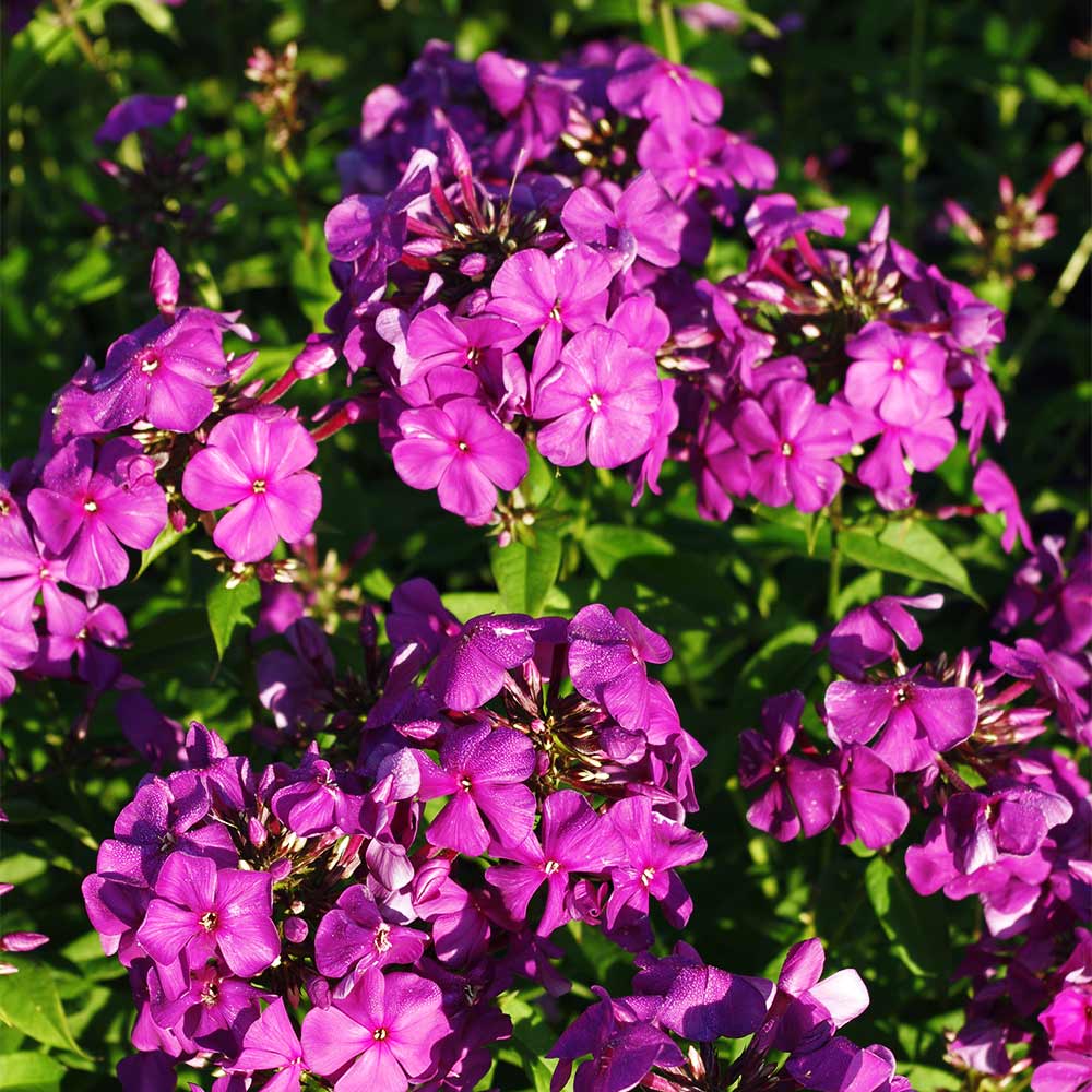 Phlox 'Düsterlohe'