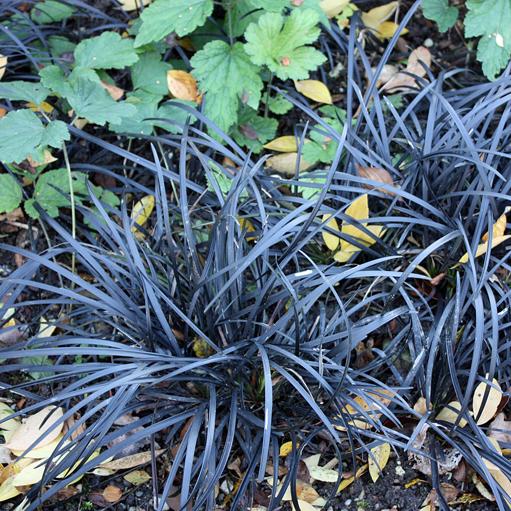 Schlangenbart Nigrescens, Blattschmuck, Grasähnlich 